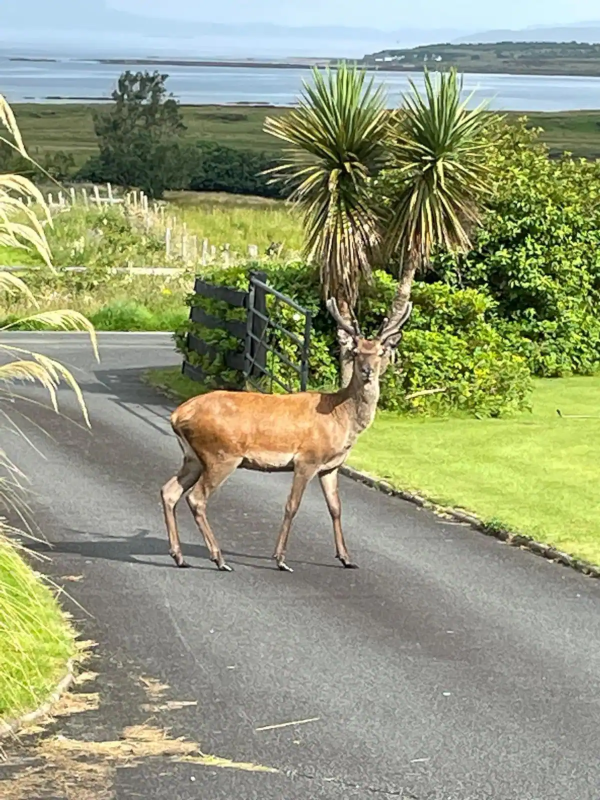 Picture of deer outside the B&B sitting room